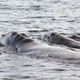 A right whale and her calf swimming north east of Cumberland Island , Georgia. Photo: Georgia DNR, NOAA permit 15488 via Georgia Wildlife Resources Division / Flickr